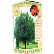 coffret botanique- erable plane